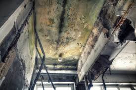 Best Environmental Consulting for Mold Prevention  in Gresham, OR